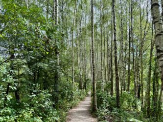 Weg zum Hochmoor Aukstumala (deutsch: Augstumal)