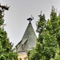 Katze die aufs Gildenhaus schaut