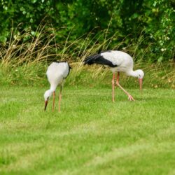 Störche beider Futtersuche