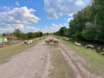 Schafe auf dem Deich