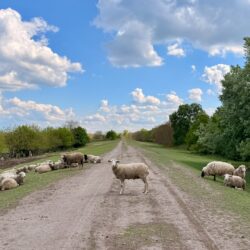 Schafe auf dem Deich