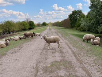 Schafe auf dem Deich