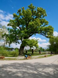 Alter Baum an der Uferpromenade von Dömsöd