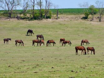 Pferdezucht bei Tordas