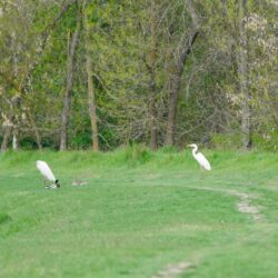 Unsere Begleiter - Silberreiherpärrchen